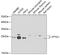 PTTG1 Regulator Of Sister Chromatid Separation, Securin antibody, 23-500, ProSci, Western Blot image 
