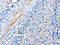 Actin Related Protein T1 antibody, CSB-PA917287, Cusabio, Immunohistochemistry paraffin image 