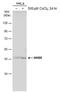 Neuromedin B Receptor antibody, PA5-78080, Invitrogen Antibodies, Western Blot image 