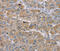 Sterile alpha motif domain-containing protein 9-like antibody, MBS2519009, MyBioSource, Immunohistochemistry frozen image 