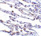 TRAF3 Interacting Protein 2 antibody, 56112, QED Bioscience, Immunohistochemistry paraffin image 