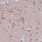 Phospholipase C Beta 1 antibody, NBP2-37966, Novus Biologicals, Immunohistochemistry frozen image 