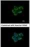 Pumilio RNA Binding Family Member 1 antibody, PA5-30327, Invitrogen Antibodies, Immunofluorescence image 