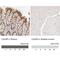 CXADR Ig-Like Cell Adhesion Molecule antibody, NBP1-88192, Novus Biologicals, Immunohistochemistry paraffin image 