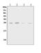 Growth Factor Receptor Bound Protein 2 antibody, PA1579, Boster Biological Technology, Western Blot image 