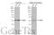 Protein Disulfide Isomerase Family A Member 3 antibody, GTX100297, GeneTex, Western Blot image 