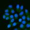 Tissue Specific Transplantation Antigen P35B antibody, A09921-3, Boster Biological Technology, Immunofluorescence image 