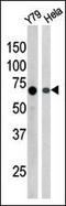 RAD9 Checkpoint Clamp Component A antibody, PA5-12675, Invitrogen Antibodies, Western Blot image 