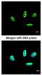 LIM Domain Binding 1 antibody, ab96799, Abcam, Immunocytochemistry image 