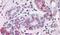 Neuroplastin antibody, PA5-33987, Invitrogen Antibodies, Immunohistochemistry paraffin image 