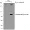 Component Of Inhibitor Of Nuclear Factor Kappa B Kinase Complex antibody, MAB3768, R&D Systems, Western Blot image 