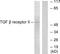 Transforming Growth Factor Beta Receptor 2 antibody, LS-C118587, Lifespan Biosciences, Western Blot image 