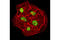 DNA Methyltransferase 1 antibody, 5032T, Cell Signaling Technology, Immunocytochemistry image 