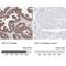 Isocitrate dehydrogenase [NAD] subunit gamma 1, mitochondrial antibody, NBP2-34091, Novus Biologicals, Immunohistochemistry paraffin image 