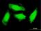 GTP Cyclohydrolase 1 antibody, H00002643-M03, Novus Biologicals, Immunocytochemistry image 