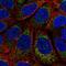 Cob antibody, NBP2-57841, Novus Biologicals, Immunocytochemistry image 