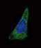 Nramp2 antibody, LS-C161124, Lifespan Biosciences, Immunofluorescence image 
