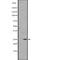 Fibroblast Growth Factor 8 antibody, abx148084, Abbexa, Western Blot image 