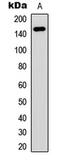 Patatin Like Phospholipase Domain Containing 6 antibody, abx121661, Abbexa, Western Blot image 