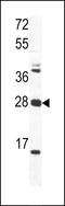 Ornithine Decarboxylase Antizyme 1 antibody, LS-C100686, Lifespan Biosciences, Western Blot image 
