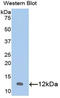 C-X-C Motif Chemokine Ligand 1 antibody, LS-C299744, Lifespan Biosciences, Western Blot image 