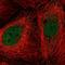 COP9 Signalosome Subunit 5 antibody, NBP2-55578, Novus Biologicals, Immunofluorescence image 