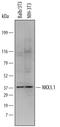 NK3 Homeobox 1 antibody, AF6475, R&D Systems, Western Blot image 