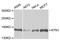 CG1 antibody, A5879, ABclonal Technology, Western Blot image 