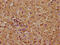 TAO Kinase 1 antibody, CSB-PA752101LA01HU, Cusabio, Immunohistochemistry frozen image 