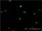 LIM Homeobox 2 antibody, H00009355-M02, Novus Biologicals, Immunofluorescence image 