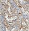 TGF-Beta Activated Kinase 1 (MAP3K7) Binding Protein 3 antibody, FNab10439, FineTest, Immunohistochemistry frozen image 