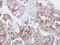 FAS antibody, LS-C186103, Lifespan Biosciences, Immunohistochemistry frozen image 