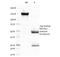 Chymotrypsin Like Elastase 3B antibody, 33-794, ProSci, Enzyme Linked Immunosorbent Assay image 