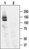 Potassium Voltage-Gated Channel Subfamily H Member 2 antibody, TA328601, Origene, Western Blot image 