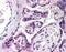 3-beta-HSD I antibody, MA1-46438, Invitrogen Antibodies, Immunohistochemistry frozen image 