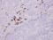 Immunoglobulin Lambda Like Polypeptide 1 antibody, NBP2-16934, Novus Biologicals, Immunohistochemistry paraffin image 