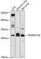 TNF Receptor Superfamily Member 10c antibody, GTX55586, GeneTex, Western Blot image 
