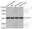 SH3 Domain Containing GRB2 Like, Endophilin B1 antibody, A4709, ABclonal Technology, Western Blot image 