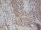 Zinc Finger AN1-Type Containing 5 antibody, LS-C175323, Lifespan Biosciences, Immunohistochemistry frozen image 