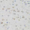 Cullin 3 antibody, STJ23292, St John