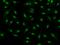 TSC22 Domain Family Member 1 antibody, 207106-T02, Sino Biological, Immunohistochemistry paraffin image 