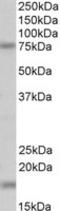 TG(Z) antibody, LS-B9533, Lifespan Biosciences, Western Blot image 