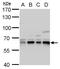 Copine 1 antibody, PA5-27417, Invitrogen Antibodies, Western Blot image 