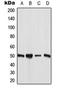 Angiopoietin Like 7 antibody, orb224065, Biorbyt, Western Blot image 