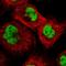 Debranching RNA Lariats 1 antibody, HPA035365, Atlas Antibodies, Immunofluorescence image 