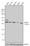 SMAD Family Member 7 antibody, 701940, Invitrogen Antibodies, Western Blot image 