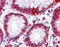 Ghrelin O-acyltransferase antibody, TA341279, Origene, Immunohistochemistry frozen image 
