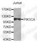 Phosphatidylinositol-4,5-Bisphosphate 3-Kinase Catalytic Subunit Alpha antibody, A6509, ABclonal Technology, Western Blot image 