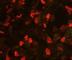 Interleukin 1 Receptor Associated Kinase 4 antibody, DDX0340P-100, Novus Biologicals, Immunofluorescence image 