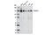 Pumilio RNA Binding Family Member 1 antibody, 12322S, Cell Signaling Technology, Western Blot image 